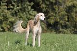 SALUKI 030